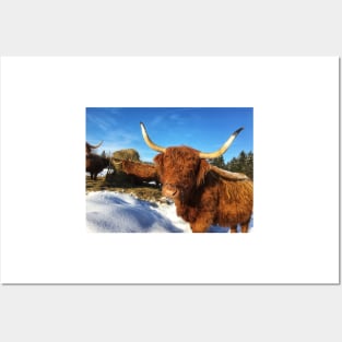 Scottish Highland Cattle Cows 1687 Posters and Art
